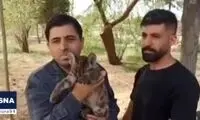 تولد اولین توله شیر کوهی در ایران