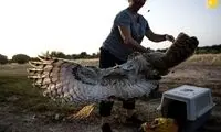  جغد‌های دوقلوی عقابی در طبیعت رها شدند