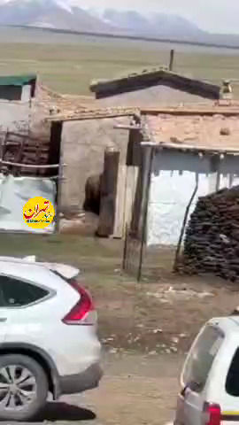 حمله خرس به مردم در یکی از روستاهای دماوند!