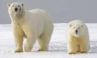 دلیل عجیب مدیریت بحران برای سفر به قطب شمال!