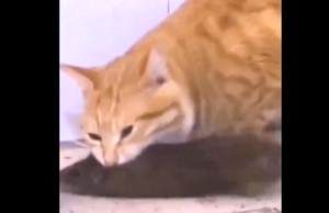 ویدئو چندشناک از خوردن موش غول‌پیکر توسط گربه