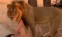 یک خانواده پس از ورود شیر، خُشک‌شان زد