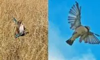 عنکبوتی که با تارهایش پرندگان را شکار می‌کند!
