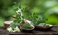 این گیاه پرخاصیت، قاتل قند خون و کلسترول است