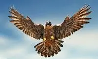 یک شاهین، خرگوش و سگ را با هم شکار کرد!