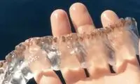 مشاهده یک جانور دریایی عجیب در سواحل کالیفرنیا