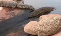 سرسره بازی لاکچری یک کروکودیل در باغ وحش