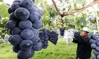 این تاکستان، گران‌ترین انگور ژاپن را تولید می کند!