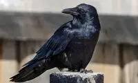 حرکت باورنکردنی چند کلاغ حیله‌گر برای گرفتن غذا!