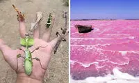تصاویر عجیب و جالبی که شما را به وجد می‌آورد 