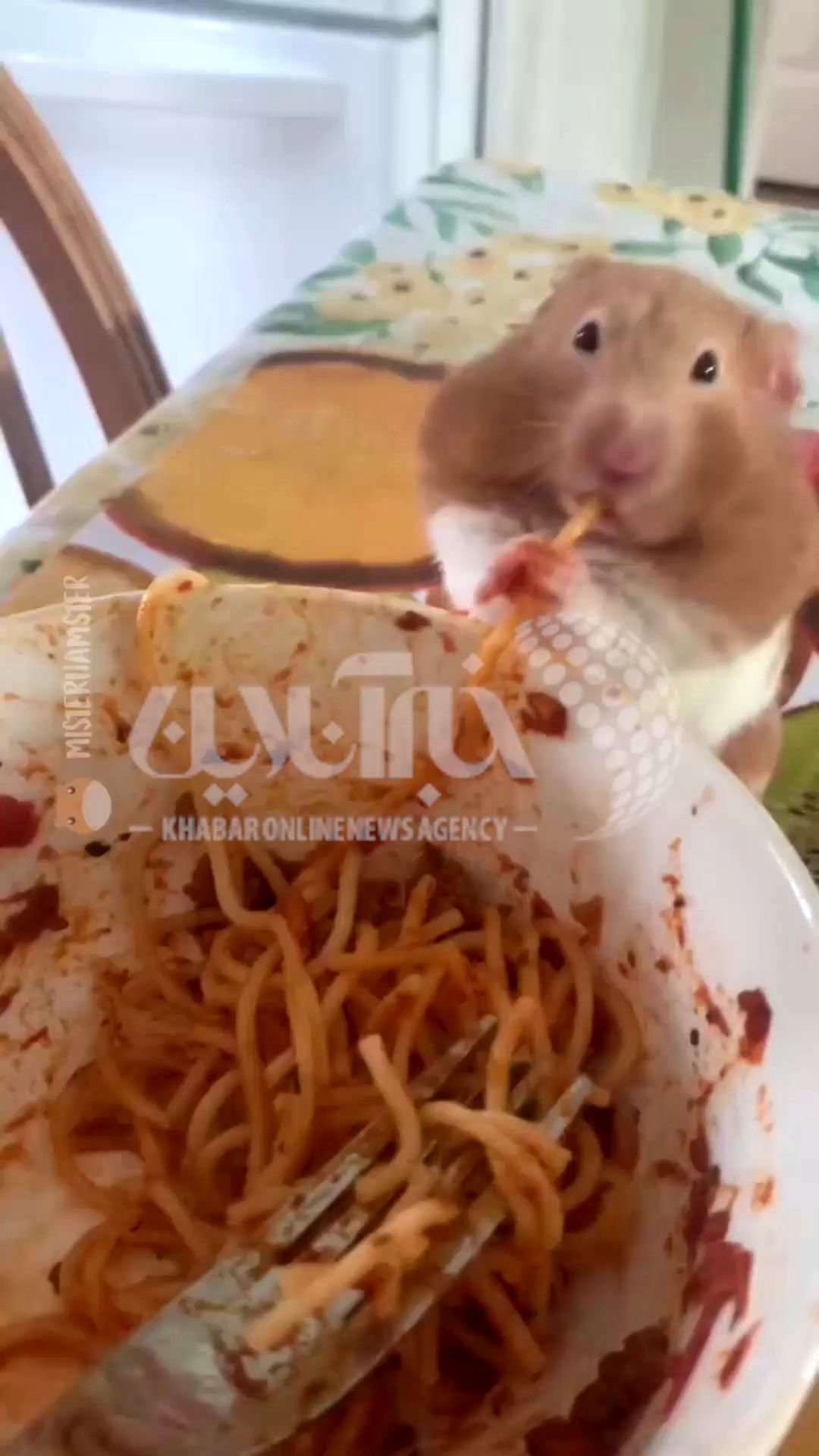 ویدیویی پربازدید از اسپاگتی خوردن جالب یک همستر