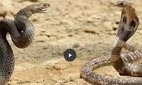 مبارزه نادر و شگفت‌انگیز شاه کبرا و مار آبی