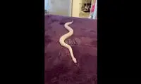 ببینید: علاقه شدید یک مار به پتوی نرم