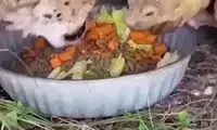 ببینید: هم غذا شدن جالب یوزپلنگ و لاک پشت!