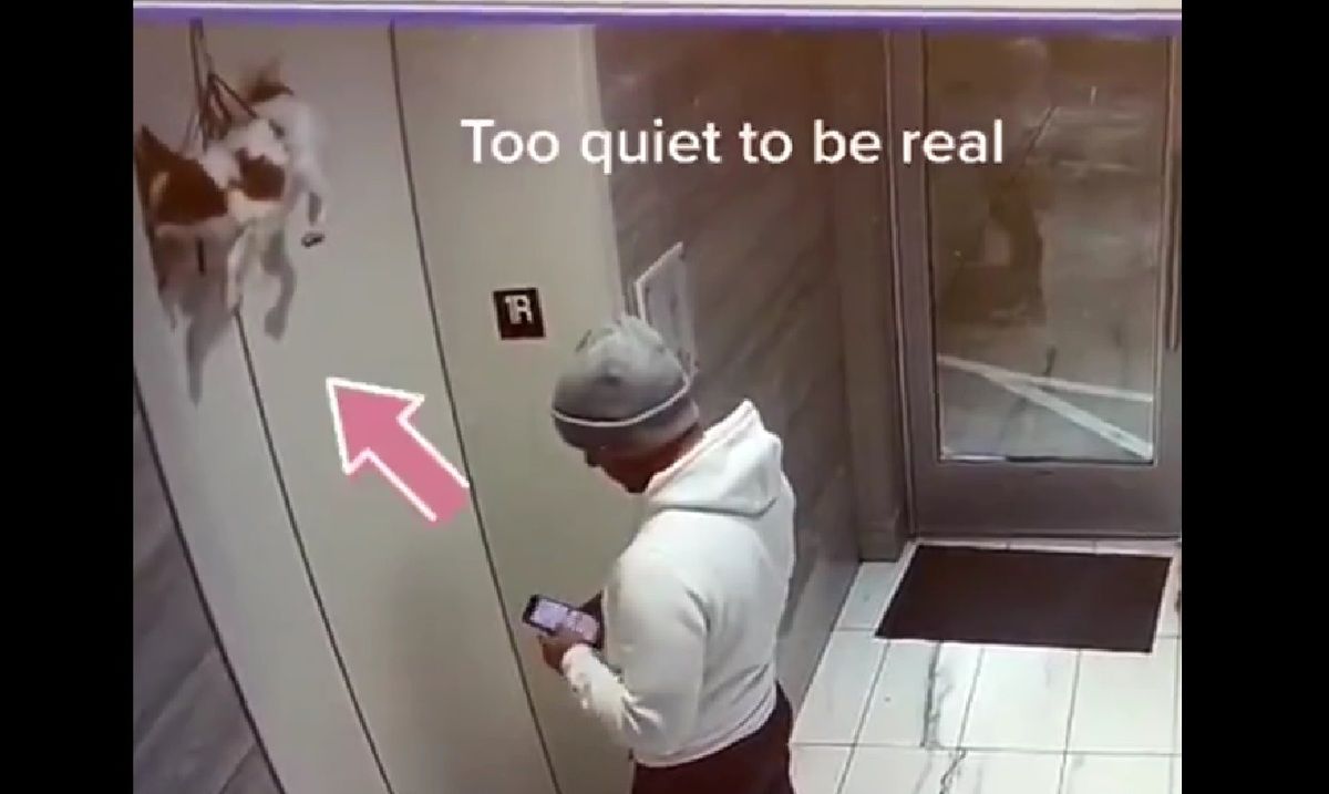 گیر کردن عجیب سگ بین درب‌های آسانسور