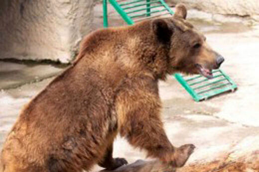 جزئیات هولناک از حمله مرگبار خرس قهوه‌ای به نگهبان 