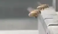 لحظه عجیب تصادف دو زنبور هنگام پرواز