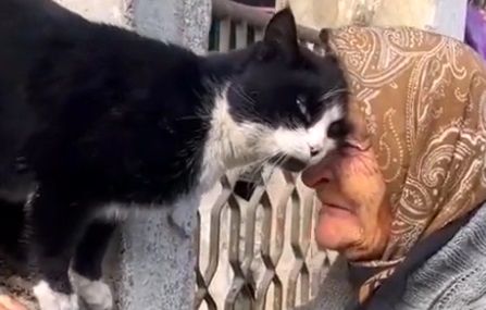 رابطه باورنکردنی یک گربه با پیرزن ترک