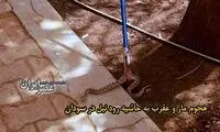 هجوم وحشتناک مار و عقرب به حومه نیل