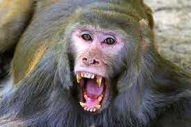 حمله ناگهانی یک میمون به زن بازدیدکننده در باغ وحش