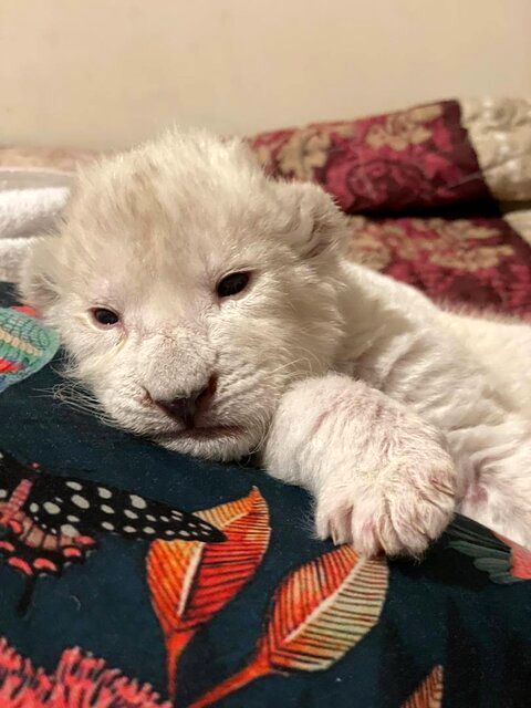 تصاویری از تولد یک شیر سفیدِ بامزه در کرج