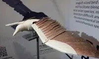 پهپاد جاسوس که با پرنده واقعی مو نمی‌زند