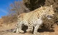 تصاویر زیبا از پلنگ ایرانی در پارک ملی صیدوا 