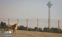 تصاویری جدید از 9ماهگی پیروز