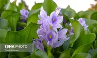 به جای گل سنبل، «شیطان بنفش» را نخریم