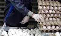مصوبه جدید وزارت کشاورزی درباره قیمت تخم‌ مرغ