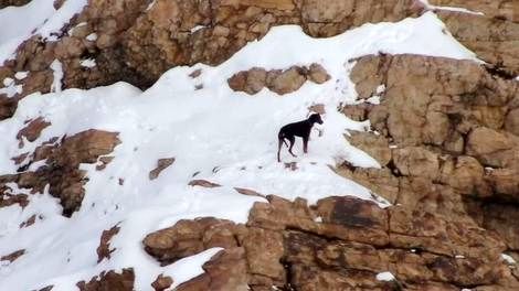 عملیات جالب نجات یک سگ در کوهستان