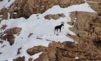 عملیات جالب نجات یک سگ در کوهستان
