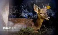 رهاسازی ۶ رأس گوزن زرد ایرانی در پارک ملی دز 