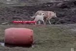 تصاویر دوستی عجیب گرگ و بره جلب توجه کرد