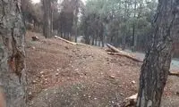 طغیان سوسک پوست‌خوار در این پارک تهران
