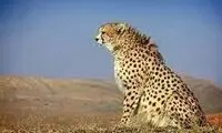مادری که همچنان فرزند کشته‌شده‌اش را با امید صدا می‌کند