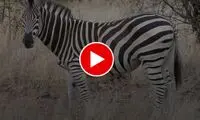 تلاش عجیب یک گورخر برای غرق کردن کُره گورخر 