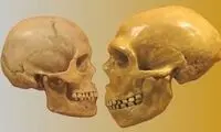 اندازه باورنکردنی مغز انسان نئاندرتال‌