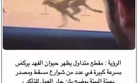 سرعت باورنکردنی یک یوزپلنگ در خیابان‌های عمان