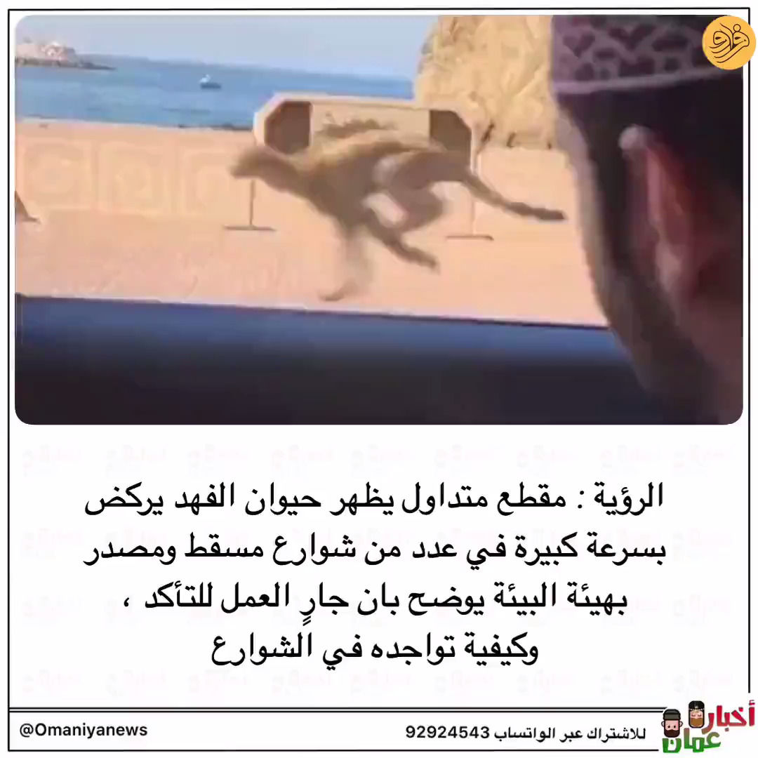 سرعت باورنکردنی یک یوزپلنگ در خیابان‌های عمان