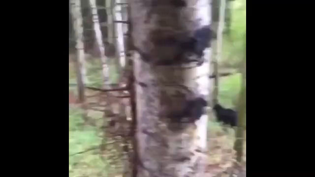 مهارت بالای دو خرس وحشی در بالا رفتن از درخت!