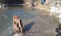 کشف شگفت‌انگیز آثار فضایی در یک درخت باستانی