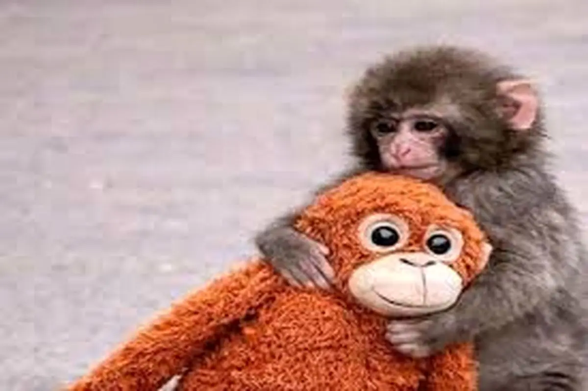 میمون یتیم بالاخره مادر پیدا کرد