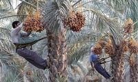 تصاویری دیده نشده از جشن خرما چینی در بلوچستان