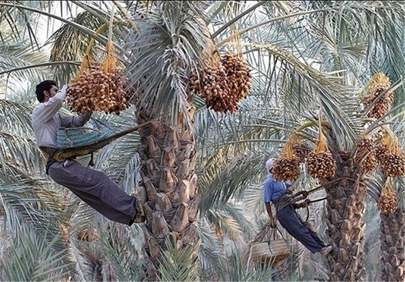 تصاویری دیده نشده از جشن خرما چینی در بلوچستان