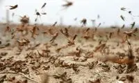 تصاویری از هجوم ملخ‌ها به شهر خرم‌آباد