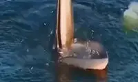 شگرد عجیب یک نهنگ برای به دام انداختن ماهی‌ها