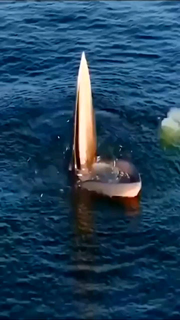 شگرد عجیب یک نهنگ برای به دام انداختن ماهی‌ها