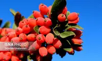 یک میان وعده قرمز و این همه خاصیت