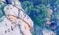 ثبت اولین ویدئو از پلنگ ایرانی در حال شکار بز کوهی